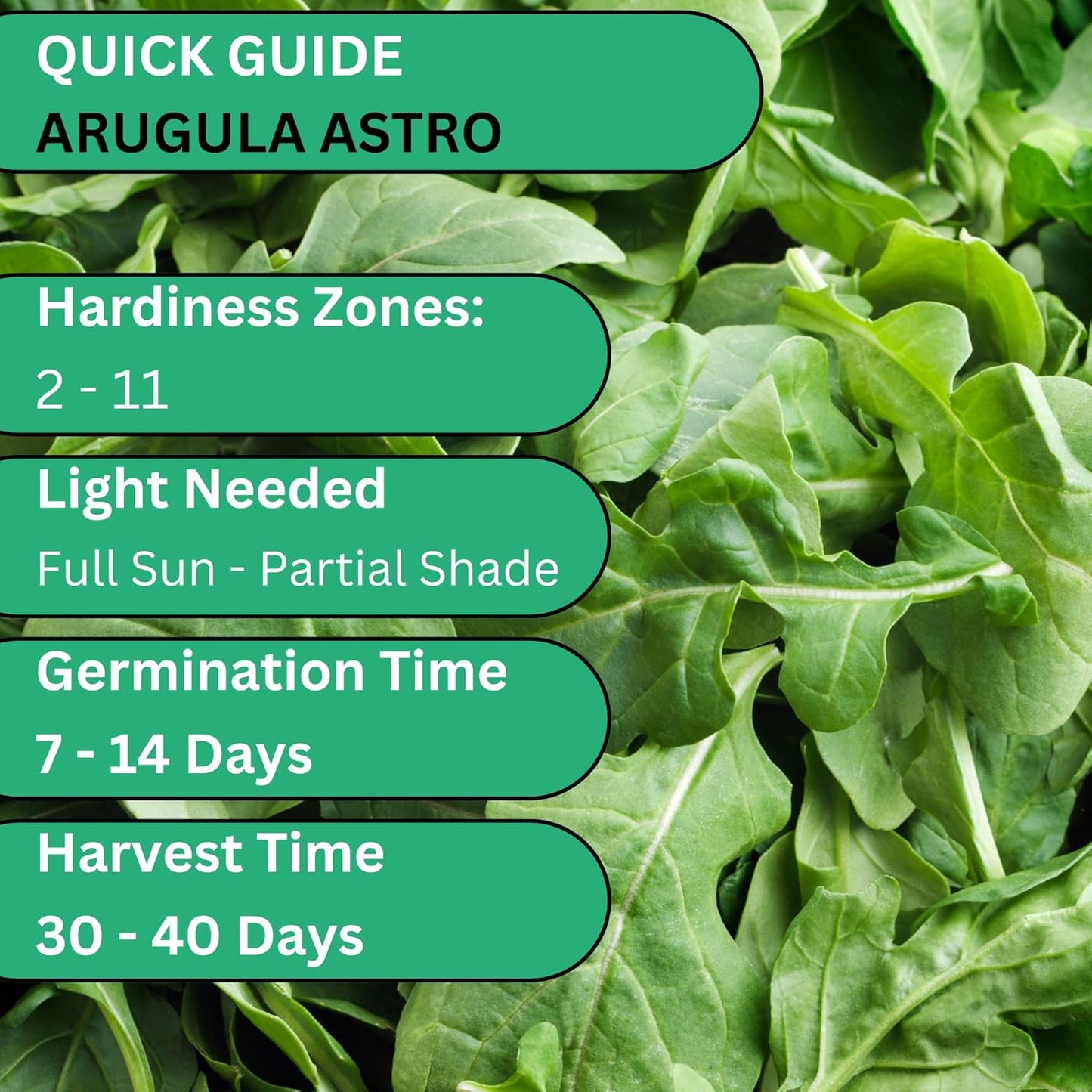Woods Creek Seeds: Arugula Astro Seeds for Planting - Over 1,300 Heirloom, Non-GMO Arugula Seeds for Planting - Fast-Growing Astro Seed Pack for Gardening Indoors or Outdoors - Ideal for Green Salad