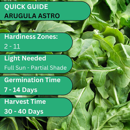 Woods Creek Seeds: Arugula Astro Seeds for Planting - Over 1,300 Heirloom, Non-GMO Arugula Seeds for Planting - Fast-Growing Astro Seed Pack for Gardening Indoors or Outdoors - Ideal for Green Salad