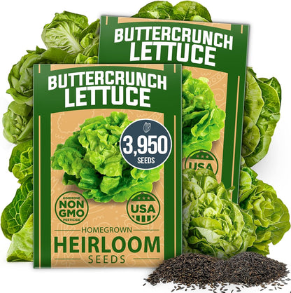 HOME GROWN Buttercrunch Lettuce Seed Pack - 3950 𝗡𝗢𝗡-𝗚𝗠𝗢 𝗨𝗦𝗔 Vegetable Seeds - Ideal Seeds for Hydroponic Garden Indoor Premium and Heirloom Butter Lettuce Seeds for Planting (Lactuca sativa)