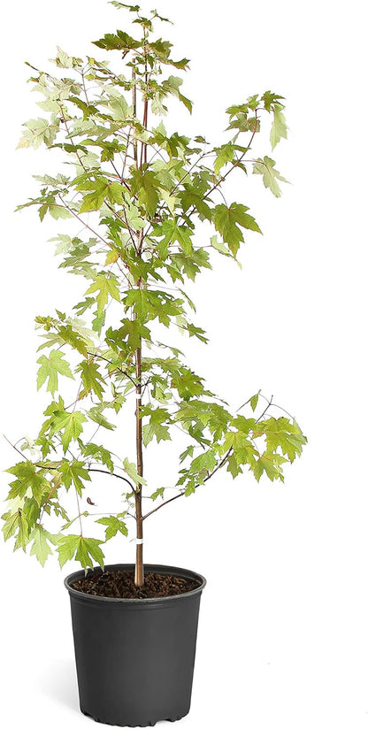 Brighter Blooms - October Glory Red Maple Tree, 5-6 ft, No Shipping to AZ
