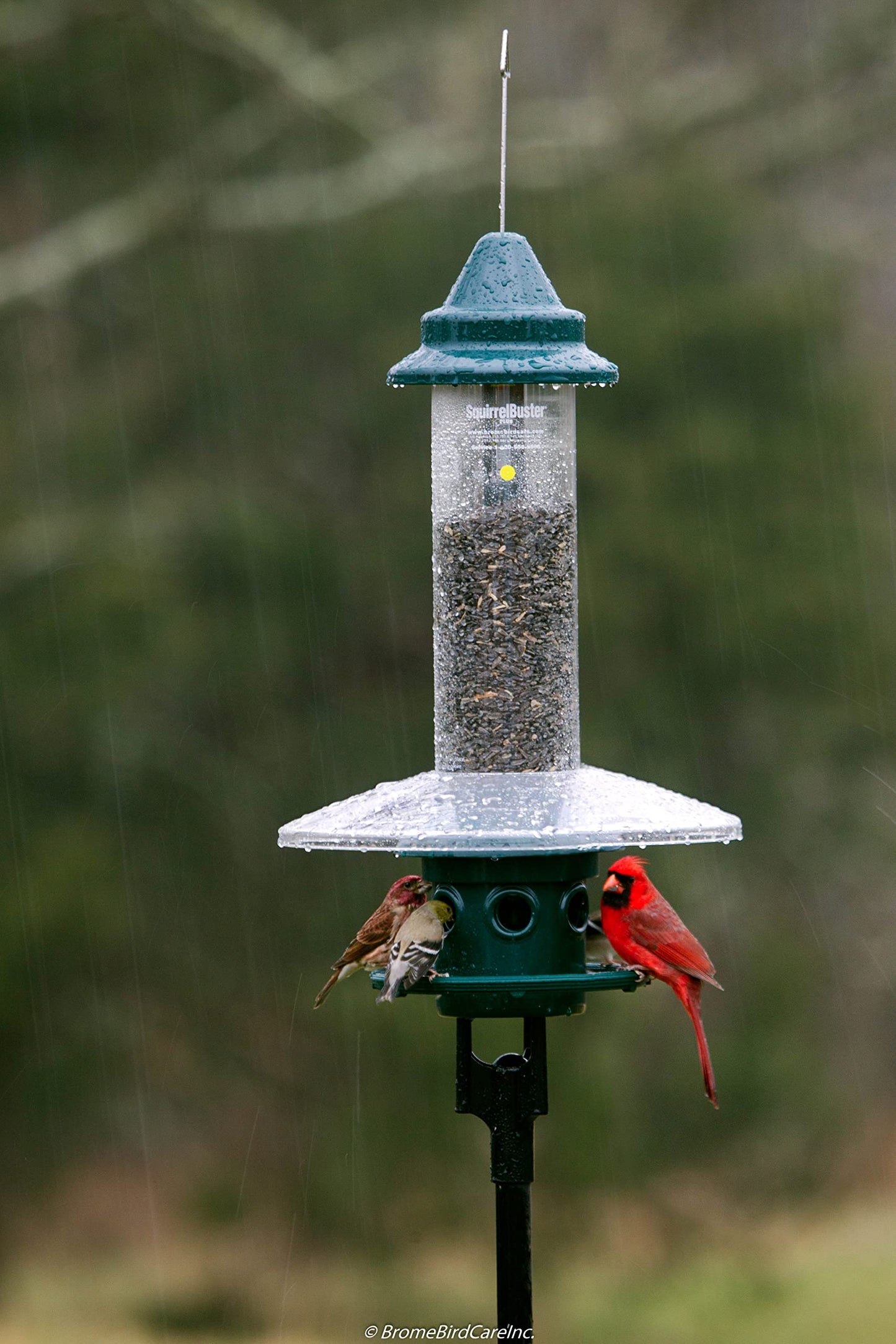 Squirrel Buster Plus Squirrel-proof Bird Feeder w/Cardinal Ring and 6 Feeding Ports, 5.1-pound Seed
