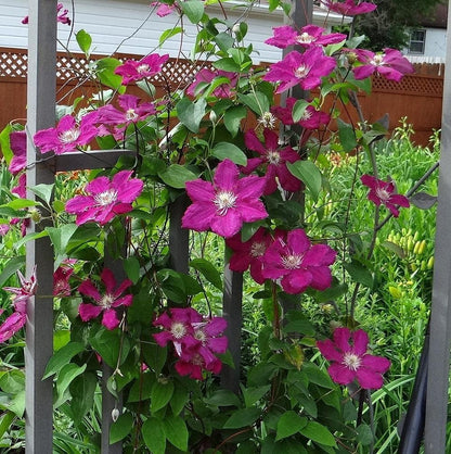 Clematis Cardinal Wyszynski Vine - Live Plant in a 4 Inch Growers Pot - Clematis 'Cardinal Wyszynski' - Starter Plants Ready for The Garden - Bold and Beautiful Crimson Flowering Vine