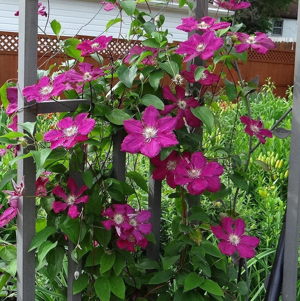 Clematis Cardinal Wyszynski Vine - 10 Live Plants in 4 Inch Growers Pots - Clematis 'Cardinal Wyszynski' - 2 Years Old Ready to Be Planted - Bold and Beautiful Crimson Flowering Vine