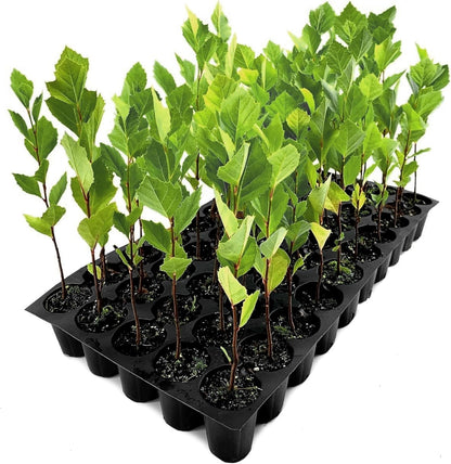 American Sycamore | 3 Live Trees | Platanus occidentalis | Fast-Growing Shade Plants | Privacy Enhancing Greenery for Expansive Landscapes