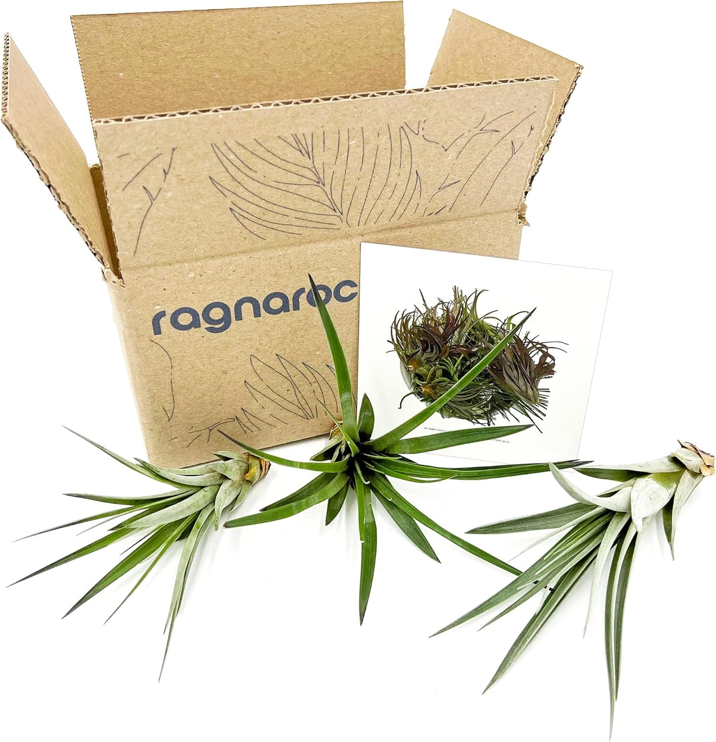 ragnaroc Air Plants - Tillandsia Fasciculata Tricolor, Large 4-6" - 3ct - Live Arrival Guaranteed - House Plants for Home Decor & Gift