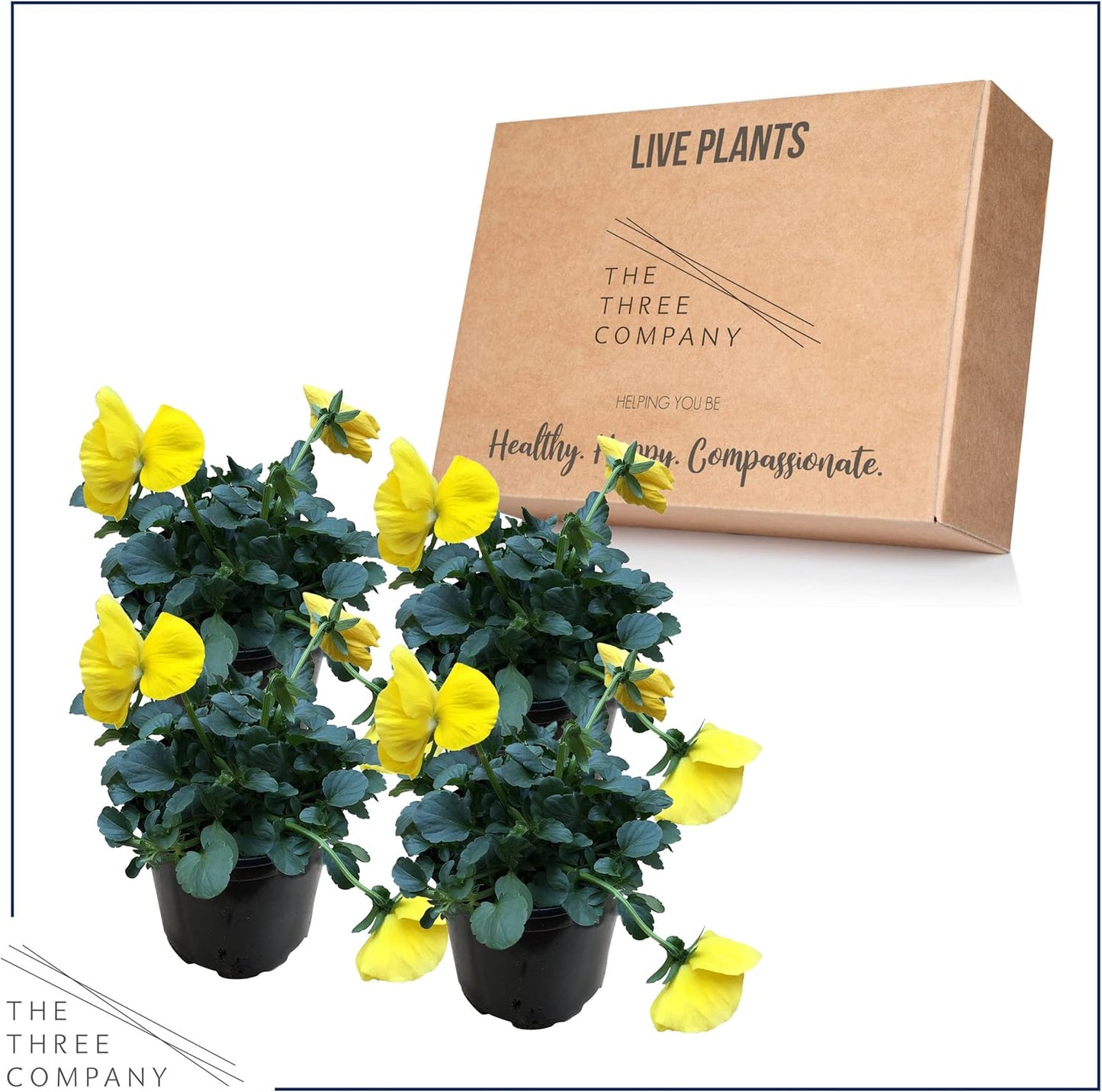 Live Healthy Flowering Pansies - Yellow (4 Plants Per Pack), Beautiful Winter Color, 6" Tall by 4" Wide in 1 Pint Square Pot