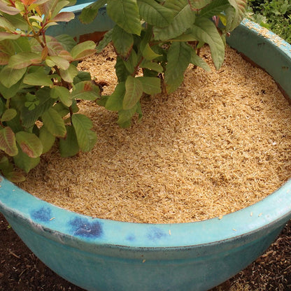 Gardenera Natural Rice Hulls - Eco-Friendly Mulch and Soil Amendment for House Plants and Chicken Bedding - 1 Quart