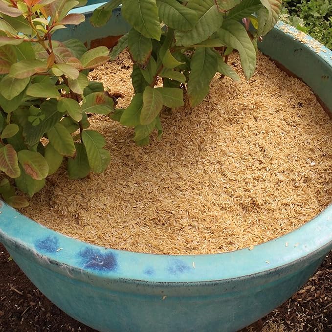 Organic Rice Hulls - Improve Soil Texture and Nutrient Retention - Best for House Plants and Chicken Bedding - 1 Quart