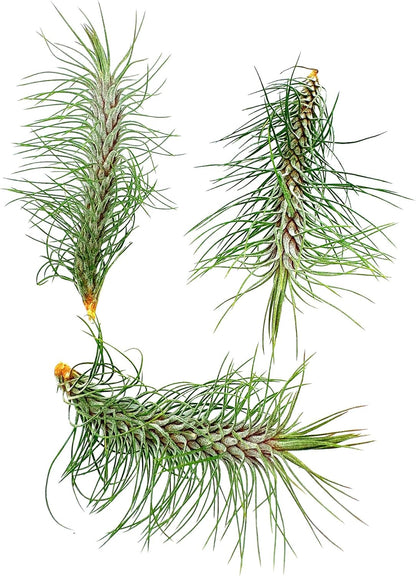 ragnaroc Air Plants - Colombian Tillandsia Funckiana, Large 5" - 3ct - Live Arrival Guaranteed - House Plants for Home Decor & Gift