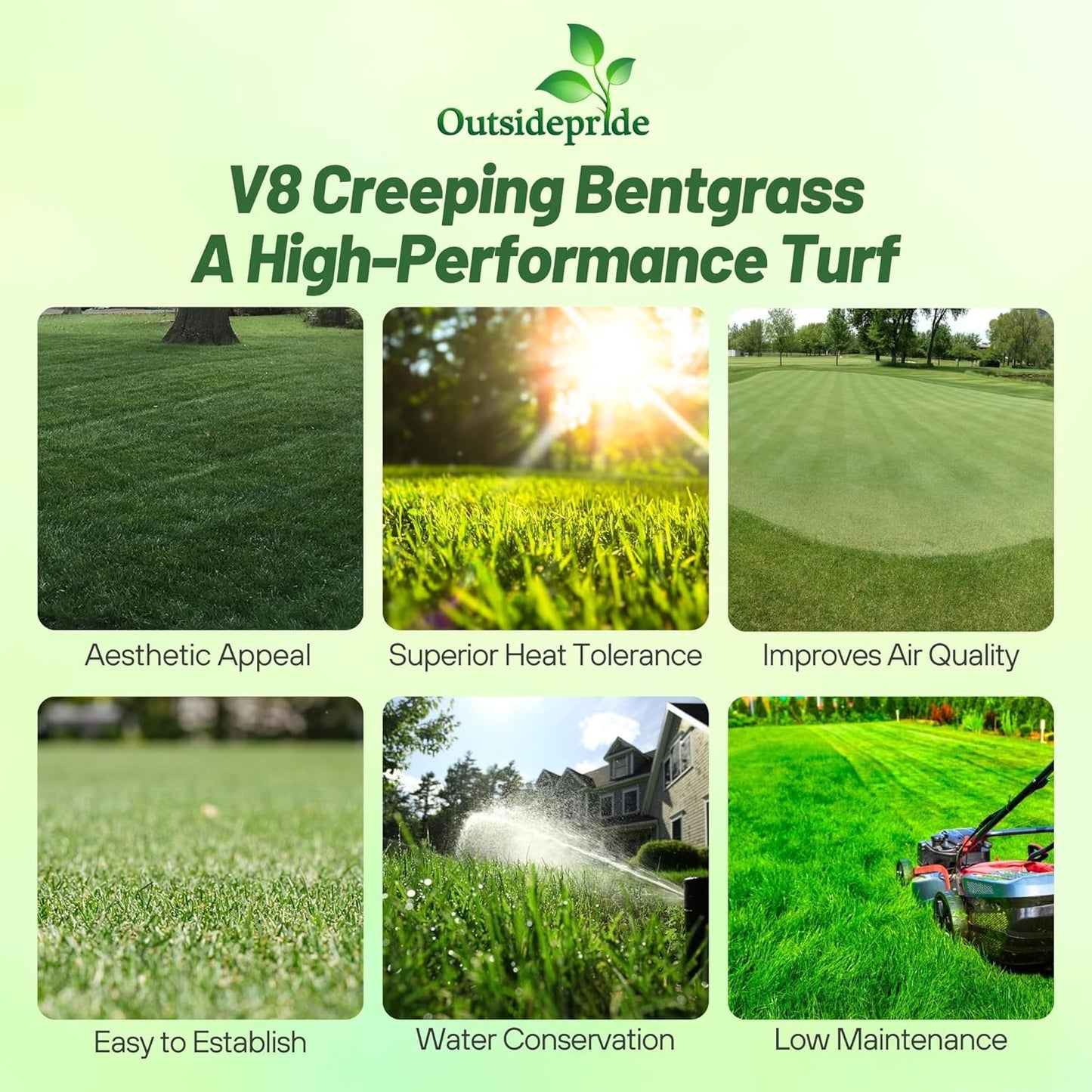 Outsidepride V8 Creeping Bentgrass Seed - 25 lbs. Fine-Bladed, Premium Quality Turf, Grass Seeds for Smooth Surface, & High-Traffic Areas, Ideal Grass for Golf Courses Putting Greens, & Fairways