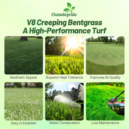 Outsidepride V8 Creeping Bentgrass Seed - 25 lbs. Fine-Bladed, Premium Quality Turf, Grass Seeds for Smooth Surface, & High-Traffic Areas, Ideal Grass for Golf Courses Putting Greens, & Fairways