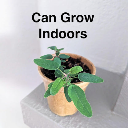 Lemon Eucalyptus (Corymbia citriodora) Live Plant - Fragrant Indoor/Outdoor Plant with Natural Insect Repellent Citronella Oil (2 eucal-Lemon Cups)