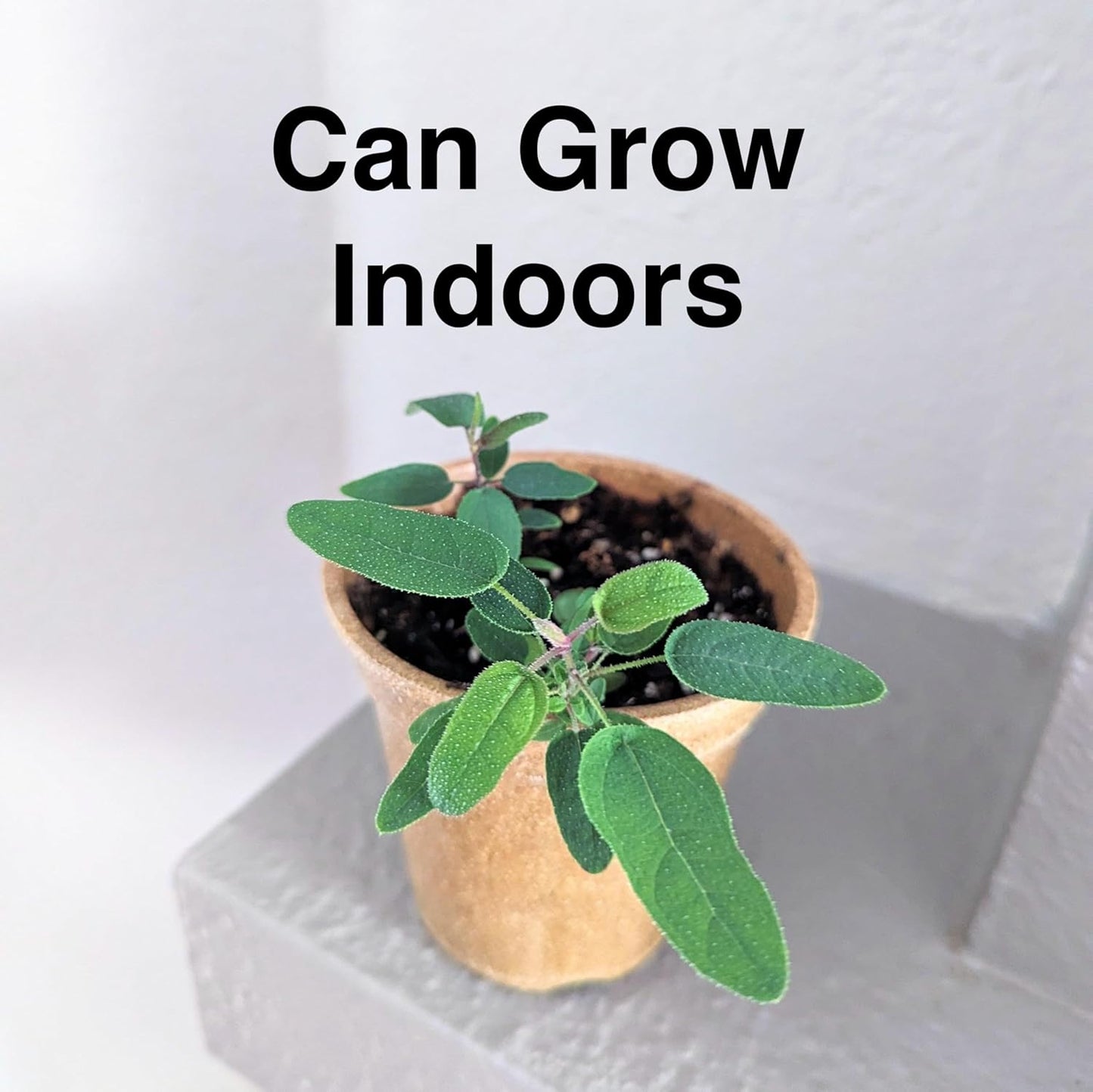 Lemon Eucalyptus (Corymbia citriodora) Live Plant - Fragrant Indoor/Outdoor Plant with Natural Insect Repellent Citronella Oil (4 eucal-Lemon sacs)