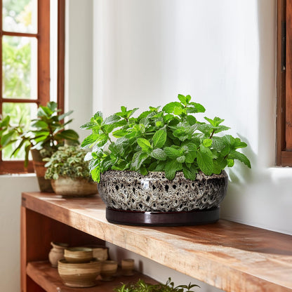 Succulent Pots 10 Inch - Ceramic Bonsai Pots with Drainage Hole and Tray, Large Succulent Planters, Shallow Planter Indoor, Round Planter Bowl, Window Decor, Gifts for Plant Lovers, White