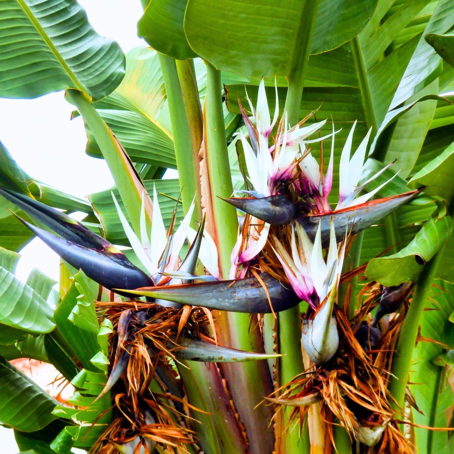 White Bird of Paradise Plant Live Houseplant, 5-12 Inch Tall, Ornamental Strelitzia Reginae Live Plant for Indoor Outdoor