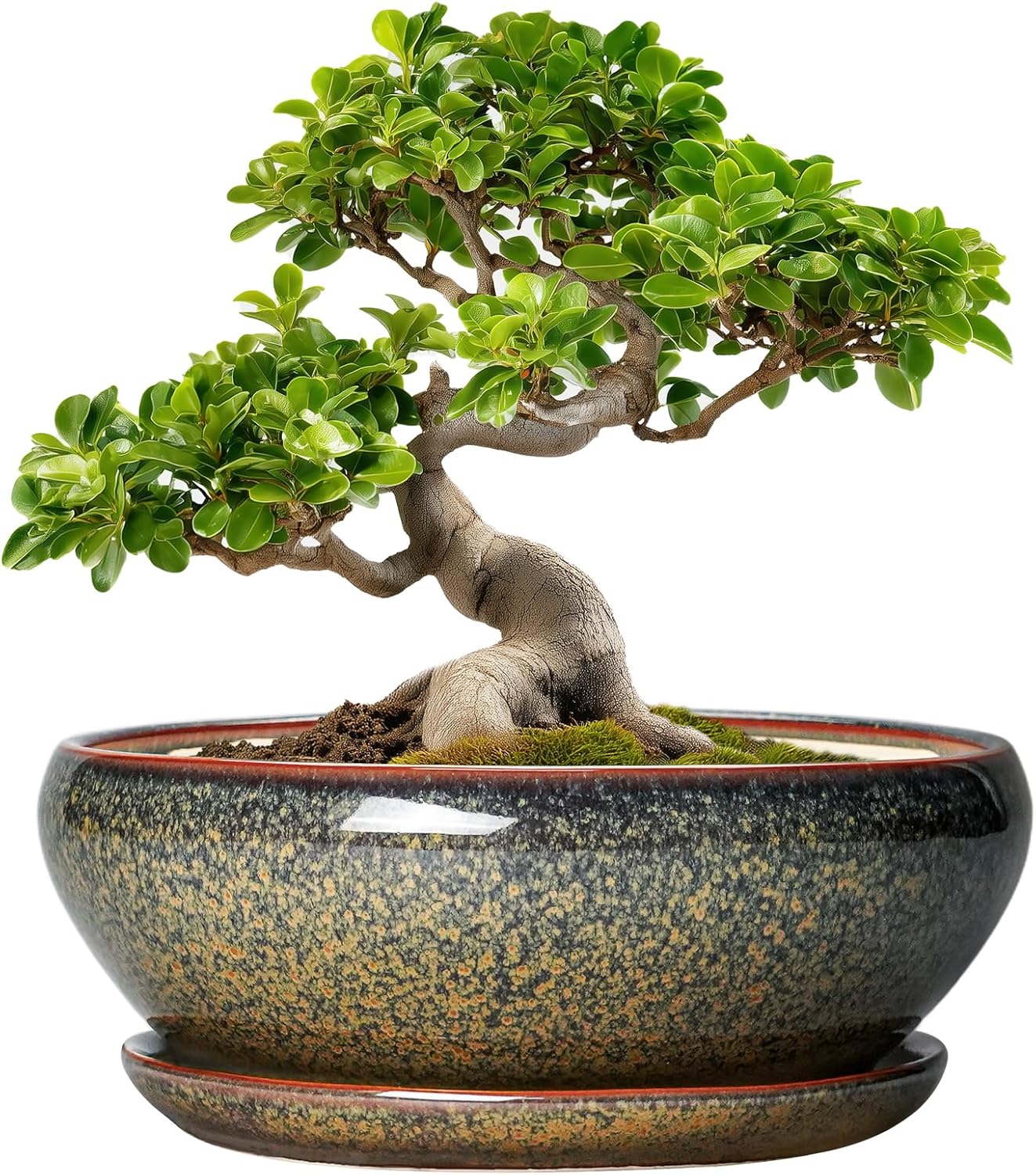 SQOWL Bonsai Planter - 10 Inch Ceramic Succulent Pots, Shallow Plant Pot Indoor with Drainage Hole and Saucer, Ceramic Bonsai Pots, Round Planter Bowl Outdoor, House Decor, Plant Lover Gifts, Brown