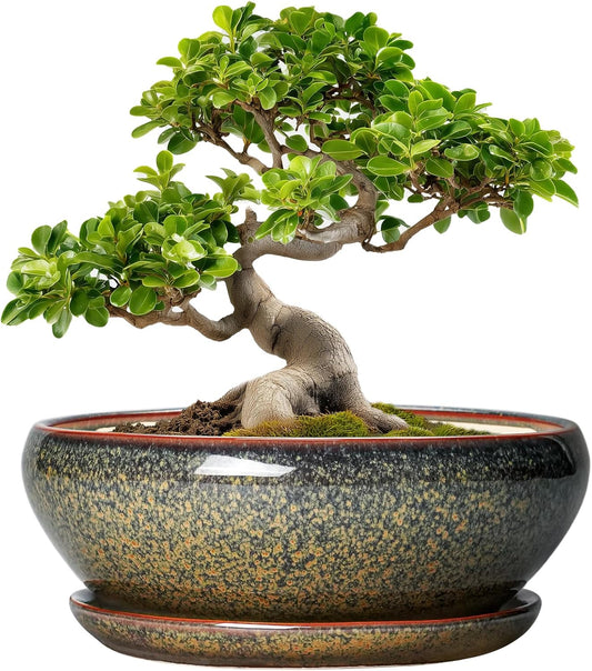 SQOWL Bonsai Planter - 10 Inch Ceramic Succulent Pots, Shallow Plant Pot Indoor with Drainage Hole and Saucer, Ceramic Bonsai Pots, Round Planter Bowl Outdoor, House Decor, Plant Lover Gifts, Brown