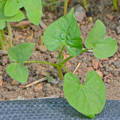 Seed Needs, Grandpa OTT Morning Glory Seeds - 100 Heirloom Seeds for Planting Ipomea purpurea - Annual Blue/Violet Blooms, Flowering Vine for a Natural Privacy Fence (1 Pack)