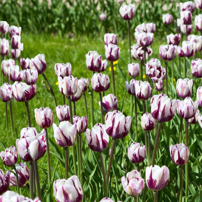 Blueberry Swirl Tulip Flowers - 20 Bulbs | Vibrant Purple & White Perennial Blooms | Dramatic Spring Tulips for Garden & Cut Flowers | Pollinator Friendly | USDA Zones 3–8