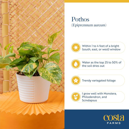 Costa Farms Champs Elysses Pothos Live Plant in Self Watering Pot, Indoor Houseplant, Trailing Vining, Perfect for Home, Room, or Office Decor, Great House Warming or Birthday Gift, 12-14 Inches Tall
