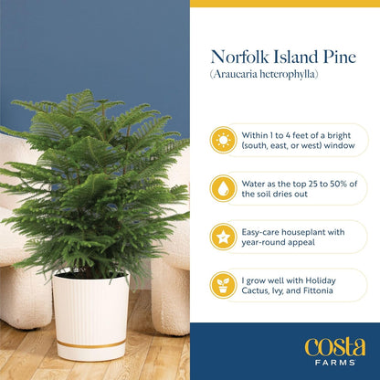 Costa Farms Norfolk Island Pine Live Christmas Tree, House Plant in Decorative Holiday Pot, Easy to Maintain Large Indoor Houseplant, Holidays or Christmas Décor, Decoration, or Gift, 3-4 Feet Tall