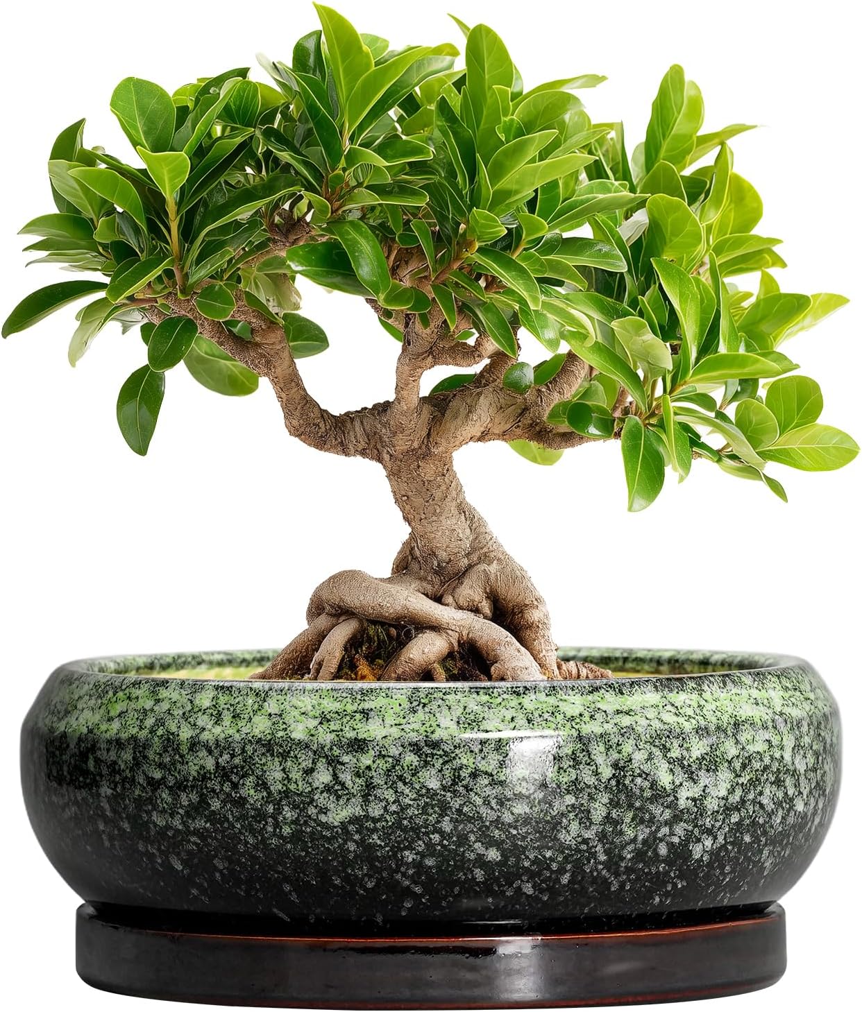 Bonsai Pots 8 Inch - Ceramic Succulent Pots with Drainage Hole and Saucer, Shallow Plant Pot for Indoor Outdoor, Bonsai Tree Pots, Round Planter Bowl, Home Decor, Gift for Plant Lover, Green