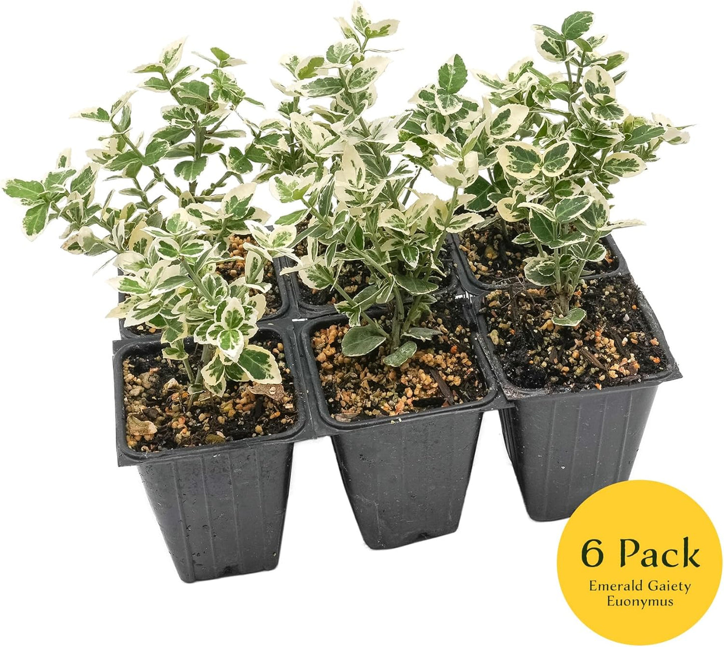 6 Emerald Gaiety Euonymus in 3.5" Nursery Cubes | Euonymus fortunei ‘Emerald Gaiety’ | Live Plants | Variegated Evergreen Shrub for Borders, Groundcover & Containers
