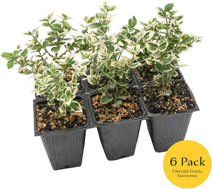 6 Emerald Gaiety Euonymus in 3.5" Nursery Cubes | Euonymus fortunei ‘Emerald Gaiety’ | Live Plants | Variegated Evergreen Shrub for Borders, Groundcover & Containers
