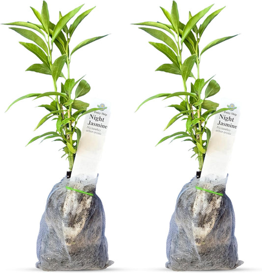 Night Blooming Jasmine Live Plant - Cestrum Nocturnum. Fragrant Flowering Shrub for Garden, Patio