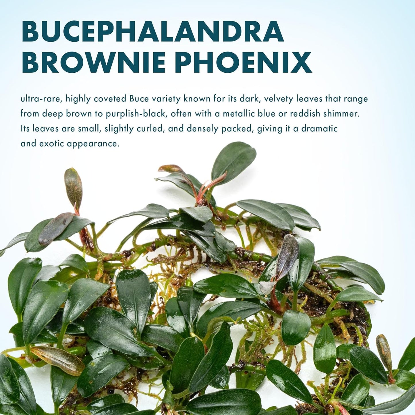 SubstrateSource Bucephalandra Brownie Phoenix Live Aquarium Plant - Natural Freshwater Fish Tank Decorations, Aquatic Decor (Plant (10-15 Leaves))