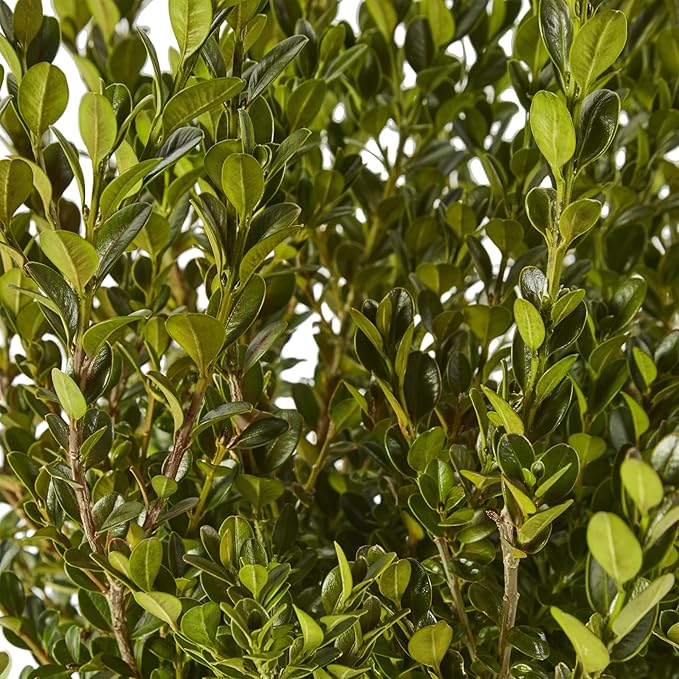 Shrub Wintergreen Boxwood, 7 Gallon, Rich Green