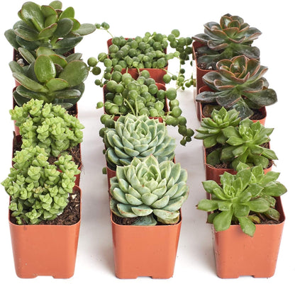 Shop Succulents | Verde Collection | Assortment of Hand Selected, Fully Rooted Live Indoor Green Succulent Plants, 12-Pack