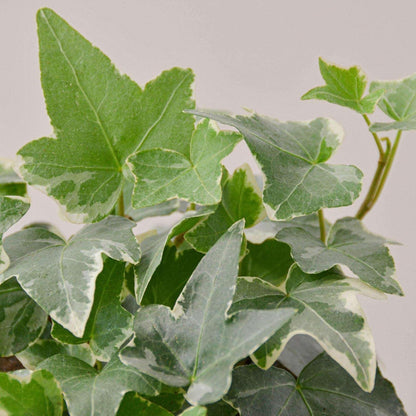 English Ivy Glacier Live Plant for Indoor | Different Houseplants in 3'' Pot | Real House Plant for Living Room, Office, Desk & Bathroom | English Ivy | Common Ivy