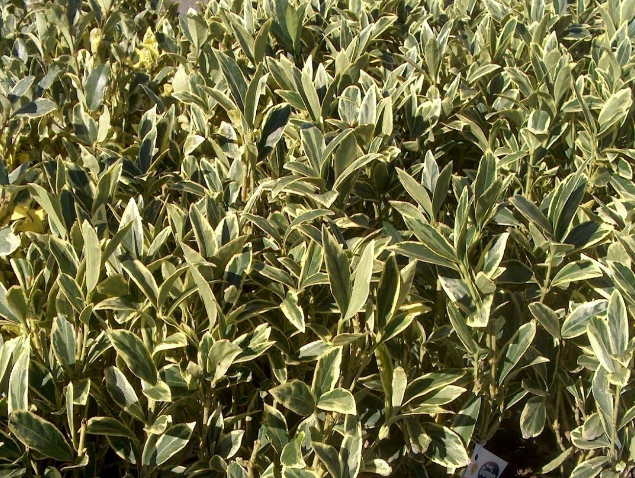Ligustrum Japonicum Jack Frost Privet - 30 Live Plants - Variegated Evergreen Hedge