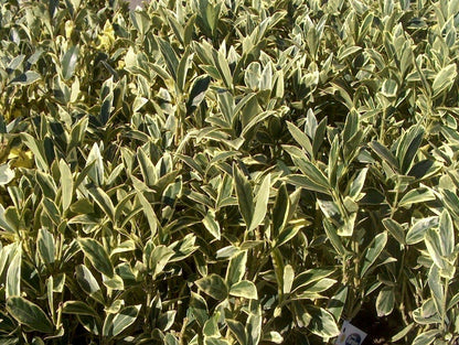 Ligustrum Japonicum Jack Frost Privet - 10 Live Plants - Variegated Evergreen Hedge