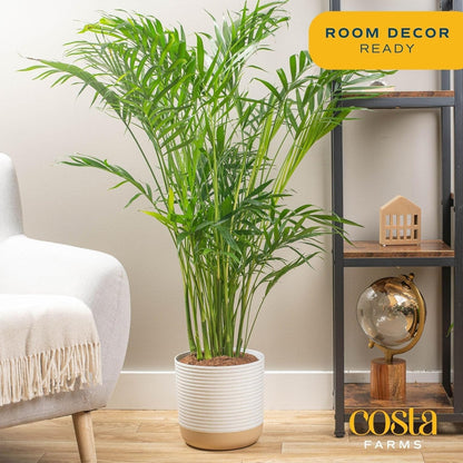 Costa Farms Cat Palm Live Plants in Decorative Pot, Large Indoor Houseplant, Perfect for Home, Room, or Office Decor, Great House Warming or Birthday Gift, 3-4 Feet Tall, Pack of 2