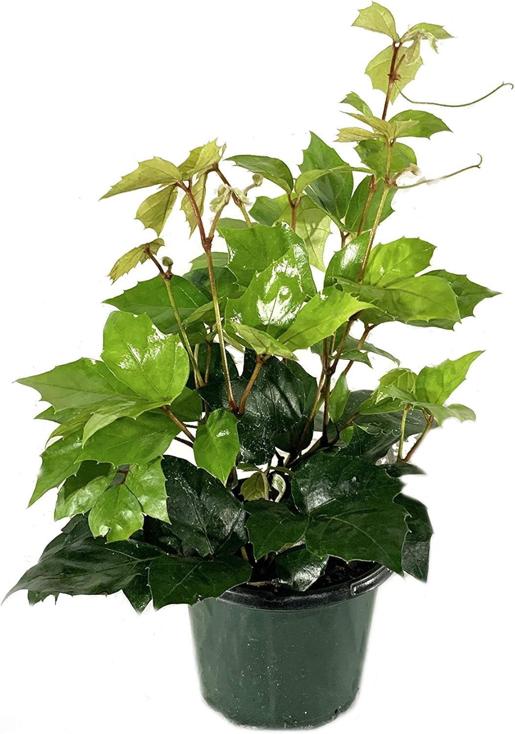 Grape Ivy - 5 Live Plants in 4 Inch Pots -Cissus Rhombifolia - Beautiful Easy Care Indoor Houseplant Vine