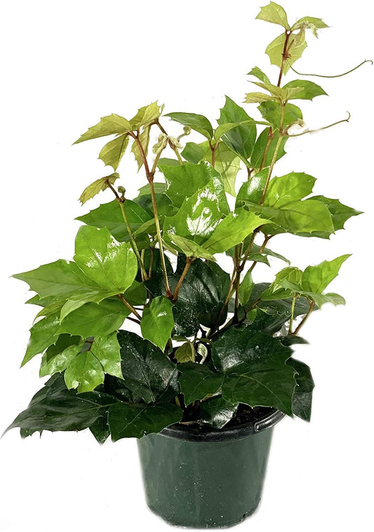 Grape Ivy - 5 Live Plants in 4 Inch Pots -Cissus Rhombifolia - Beautiful Easy Care Indoor