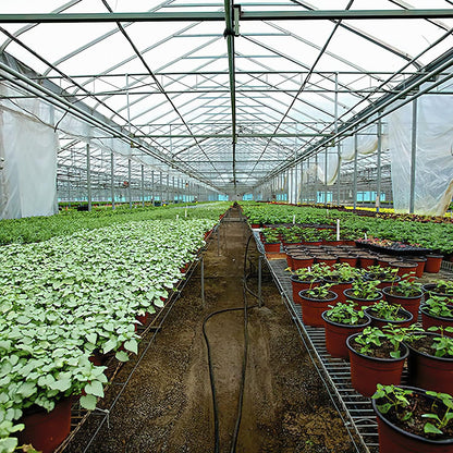 Greenhouse Plastic Sheeting 16x28 ft, 6 mil Thickness Replacement Cover, UV Resistant