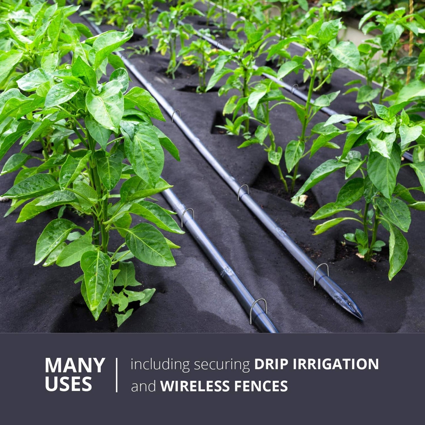 Sandbaggy Galvanized 6 Inch Landscape Staples | Industrial Grade Garden Stakes | Designed for Drip Irrigation Tubing & PVC Piping Up to 1" | Trusted by Farmers & Contractors Across USA (200 Staples)