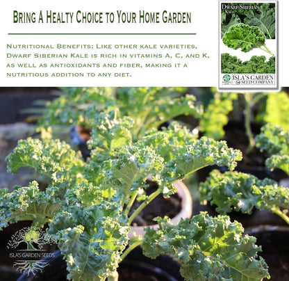 Dwarf Siberian Kale Seeds (Brassica oleracea) – 500+ Non-GMO & Heirloom Seeds for Planting, Cold-Hardy Leafy Green with Tender, Flavorful Leaves, by Isla’s Garden Seeds, Gift Idea