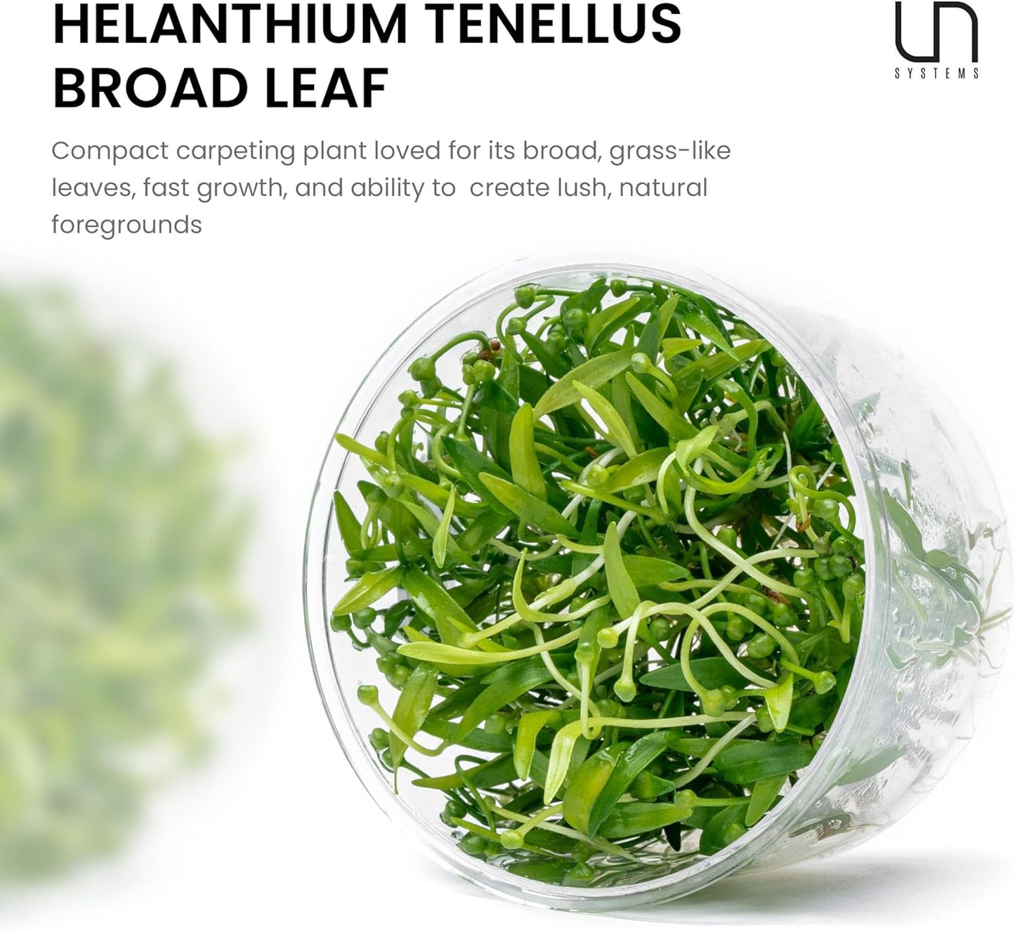 Ultum Nature Systems Live Tissue Culture - Helanthium tenellum 'Broad Leaf' - Easy - Medium to High Light - Bright Green Accent - Foreground - 100% Snail Free Grown in-Vitro - Regular Cup