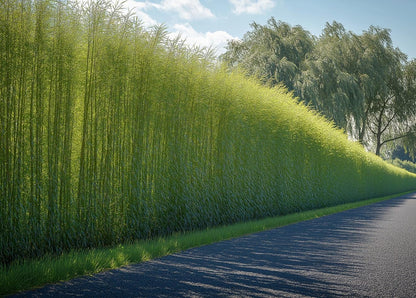 50 Hybrid Willow Trees - Fast Privacy Trees or Shade - Austree Willow Grow 6-10 Feet Per Year - Privacy Hedge