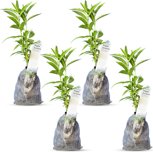 Night Blooming Jasmine Live Plant - Cestrum Nocturnum. Fragrant Flowering Shrub for Garden, Patio