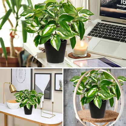 Artificial Plants Indoor Small Fake Plants in Pots Faux Pothos N‘ Joy Potted Plant Fake Indoor Plants with Black Pots for Bathroom Living Room Office Desk Shelves
