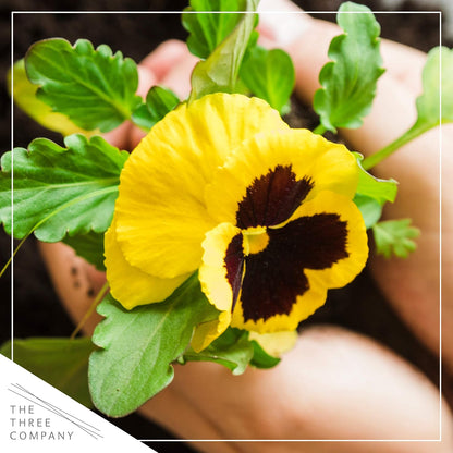 Live Healthy Flowering Pansies - Yellow Blotch (4 Plants Per Pack), Beautiful Fall Color, 6" Tall by 4" Wide in 1 Pint Square Pot