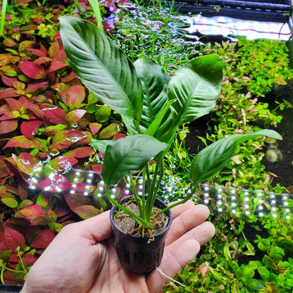 SubstrateSource Anubias Live Aquarium Plants - Potted Freshwater Plant for Fish Tanks, Terrariums - Beginner Friendly Low Light (Heterophylla, 3 Pots)