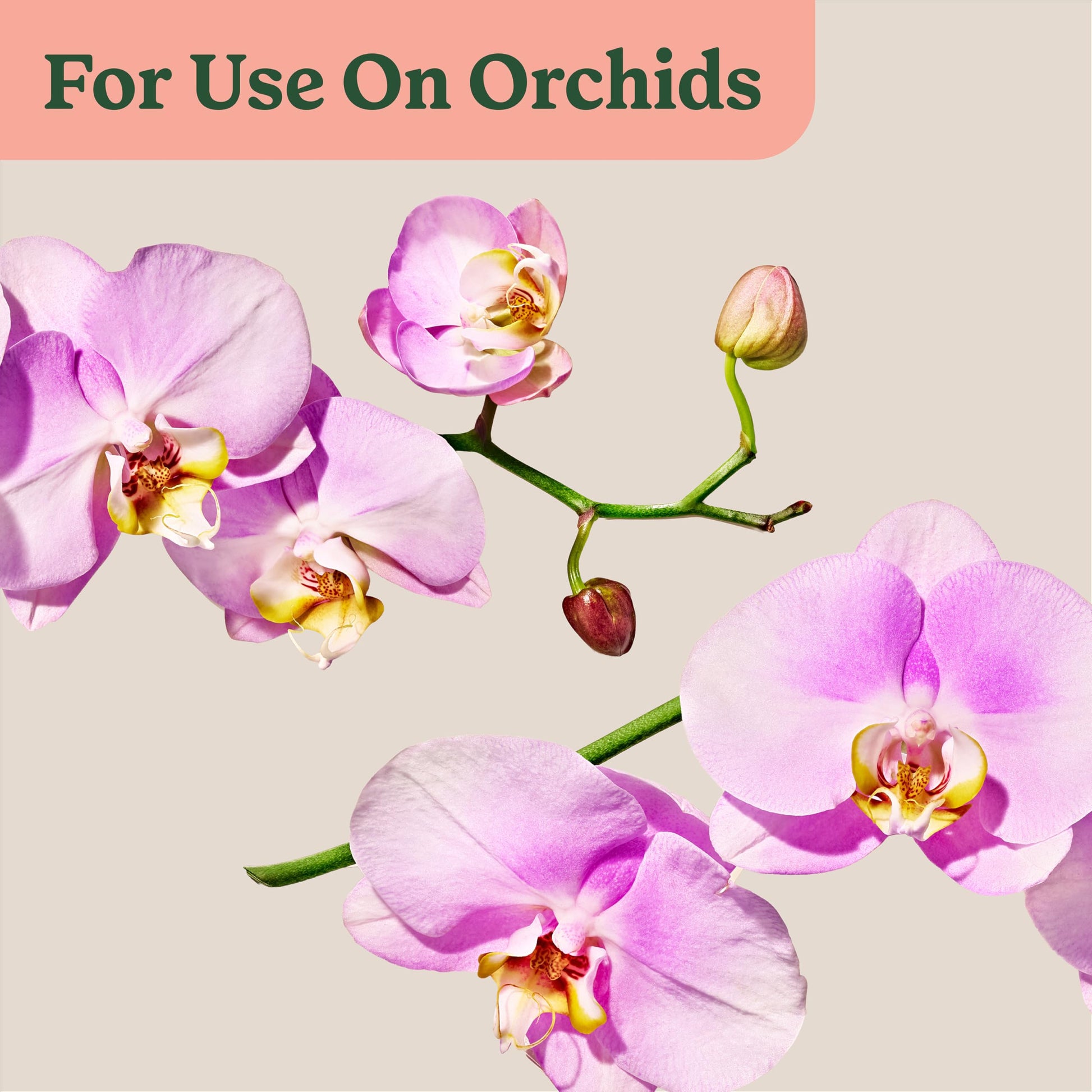 Miracle-Gro Indoor Plant Food Mist for Orchids, 8 fl. oz. (2-Pack)