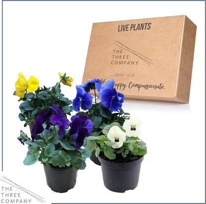 Live Healthy Flowering Pansies - Assorted Colors (4 Plants Per Pack), Beautiful Fall Color, 6" Tall by 4" Wide in 1 Pt Pot