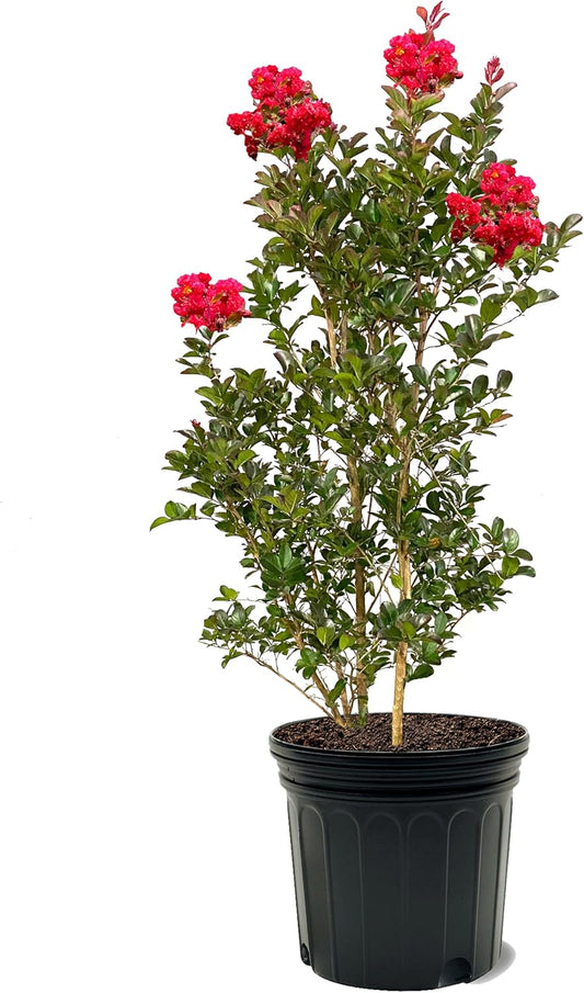 American Plant Exchange Ruffled Red Magic Crape Myrtle Tree Live, 7-Gallon Pot, 2-3ft Tall, Vibrant Red Flowers, Drought-Tolerant, Large Outdoor Landscape Accent, Year-Round Beauty